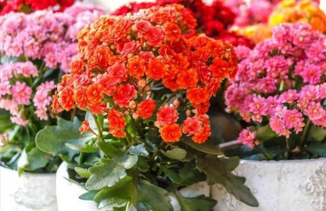 冬天阳台要有8种花，开花艳丽，花香怡人，打造温馨小花园