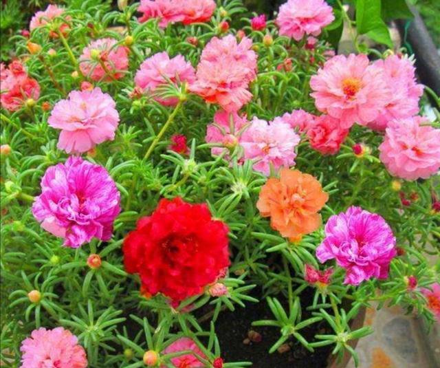 春天种上2种花，从春开到秋，花朵漂亮，花期又长