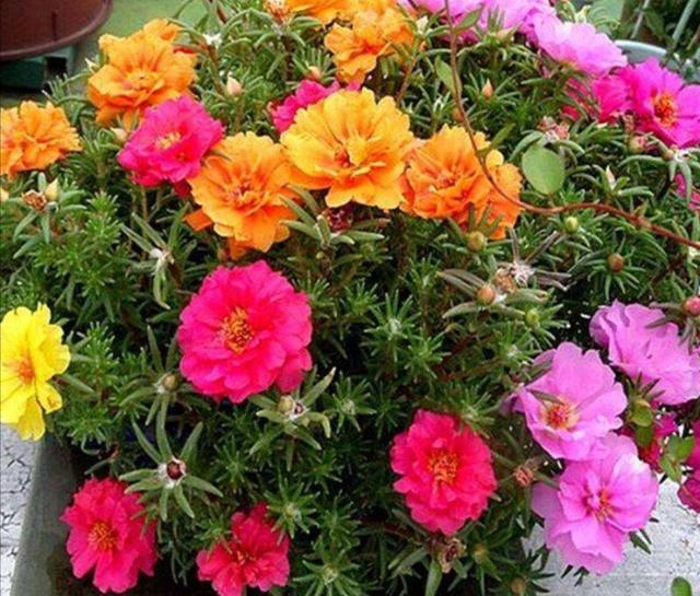 春天种上2种花，从春开到秋，花朵漂亮，花期又长