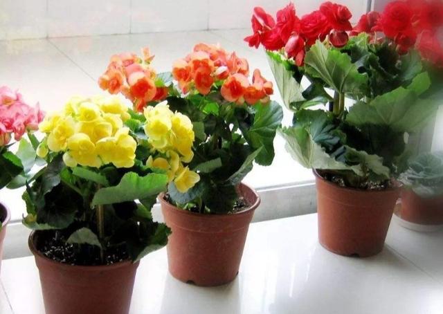 冬天阳台要有8种花，开花艳丽，花香怡人，打造温馨小花园
