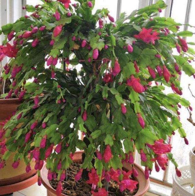 冬天养这4种花，不能只浇水，补上1种肥，开花更美