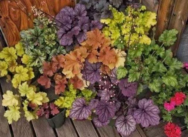 家中养1种彩叶植物，冬天不怕寒冷，叶子比花还要美