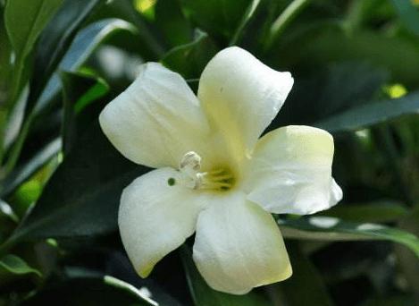 非洲茉莉叶子发软下垂的真正原因