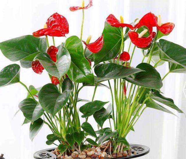 冬天阳台要有8种花，开花艳丽，花香怡人，打造温馨小花园