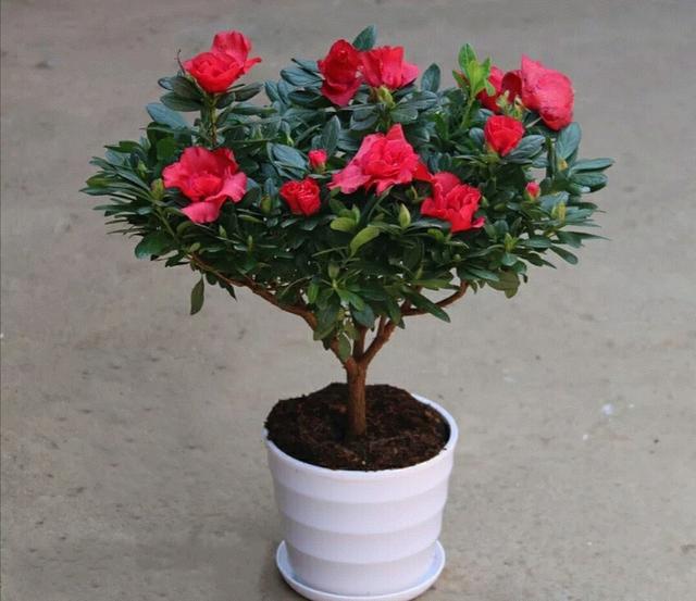 冬天养这4种花，不能只浇水，补上1种肥，开花更美