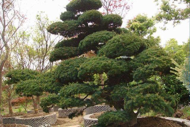 五针松叶子发黄的原因及解决方法