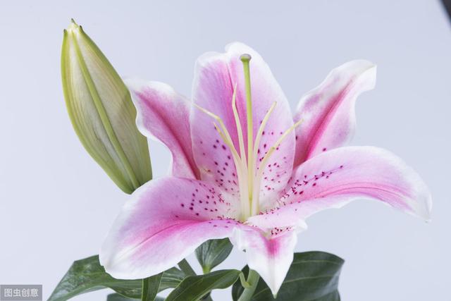 这4种花冬天盛开，香味浓郁，开一朵就能“熏香一室”