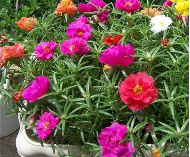 春天种上2种花，从春开到秋，花朵漂亮，花期又长