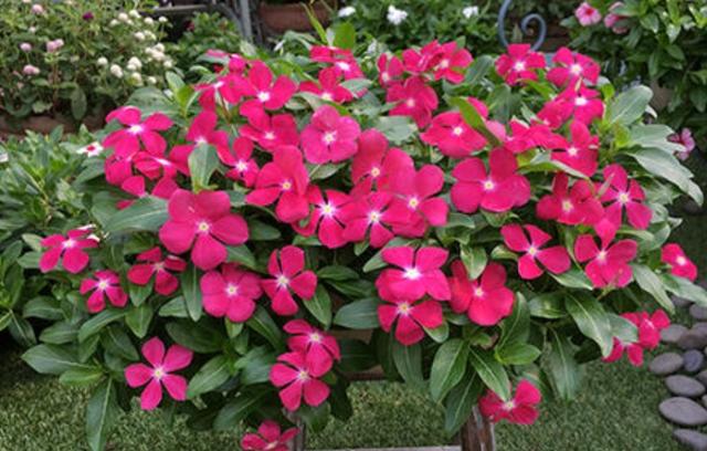 春天种上2种花，从春开到秋，花朵漂亮，花期又长
