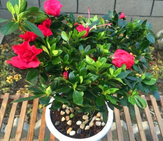 养杜鹃、栀子花，配土是关键，掌握这几点，减少黄叶