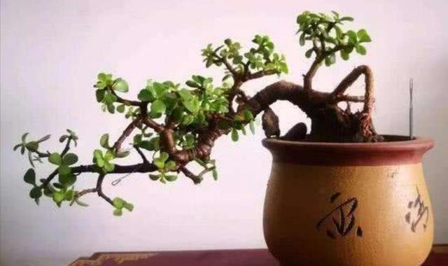   养金枝玉叶，3步打造成别致小盆景，观赏性更强