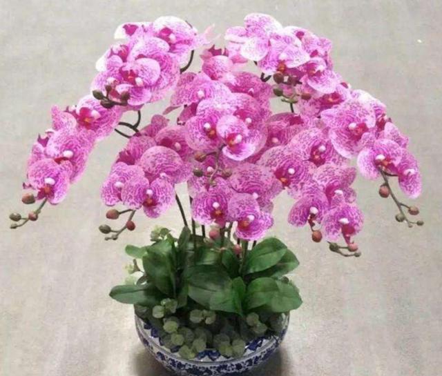家中养蝴蝶兰，这5点很重要，做好了才能大量开花