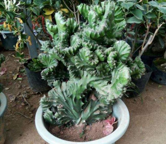 家中养1种观赏植物，生长速度快，株形好奇特