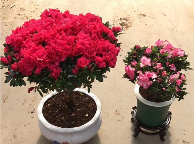 养杜鹃、栀子花，配土是关键，掌握这几点，减少黄叶