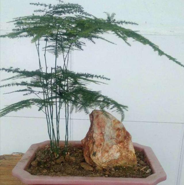 家中养文竹，常出现4种错误，造成枝叶枯黄，要及时改正