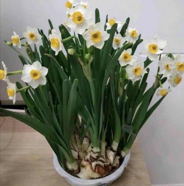 冬天在家中养6种花，开花漂亮又喜庆，每年都会养几盆