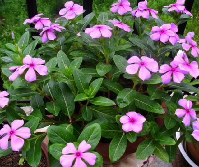 春天种上2种花，从春开到秋，花朵漂亮，花期又长