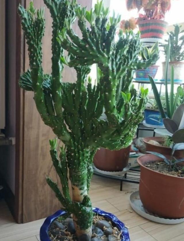 家中养1种观赏植物，生长速度快，株形好奇特
