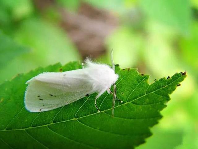 苗农们看过来，林业有害生物最新普查报告