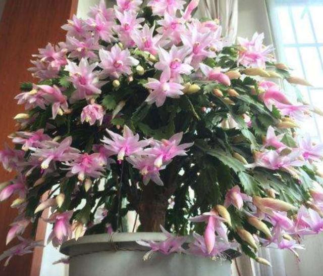 冬天在家中养6种花，开花漂亮又喜庆，每年都会养几盆