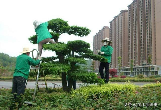 关于苗木修剪，掌握这些可获得高收益