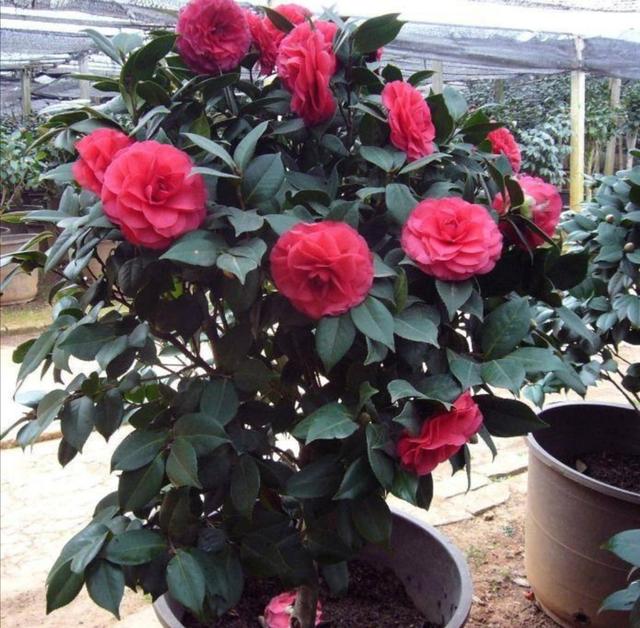 冬天养这4种花，不能只浇水，补上1种肥，开花更美