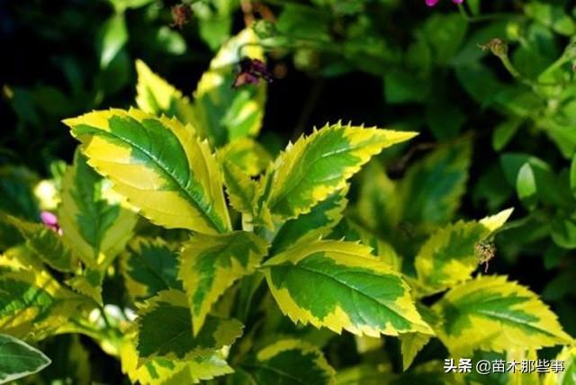 苗木行业的杠把子，投资这类树木不吃亏