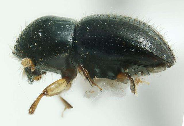 苗农们看过来，林业有害生物最新普查报告