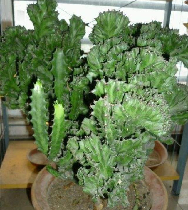 家中养1种观赏植物，生长速度快，株形好奇特