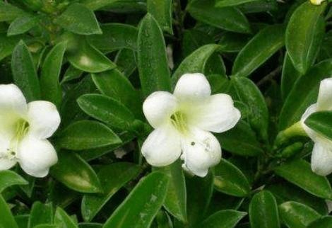 非洲茉莉叶子发软下垂的真正原因