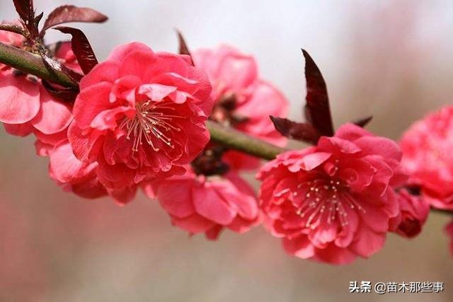 苗木行业的杠把子，投资这类树木不吃亏