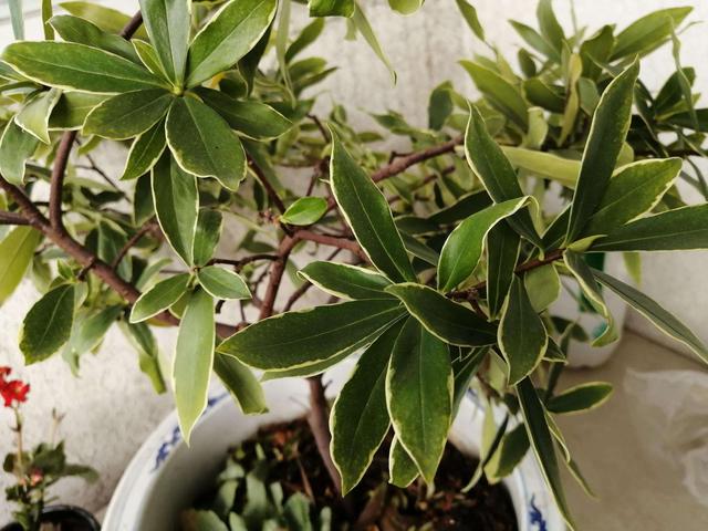   金边瑞香不开花？现在学会“虐一虐”，春节就能花满枝头