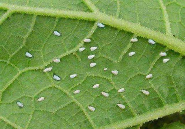 苗农们看过来，林业有害生物最新普查报告
