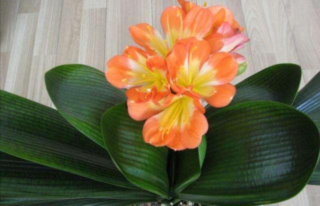 冬天阳台要有8种花，开花艳丽，花香怡人，打造温馨小花园