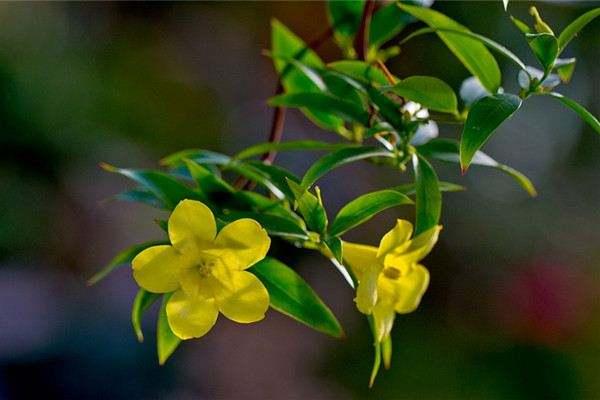 这4种花冬天盛开，香味浓郁，开一朵就能“熏香一室”