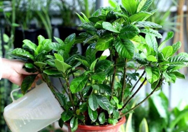 养杜鹃、栀子花，配土是关键，掌握这几点，减少黄叶