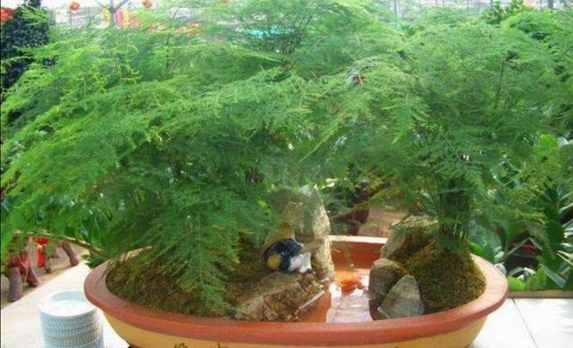 家中养文竹，常出现4种错误，造成枝叶枯黄，要及时改正