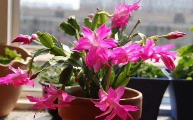 冬天阳台要有8种花，开花艳丽，花香怡人，打造温馨小花园