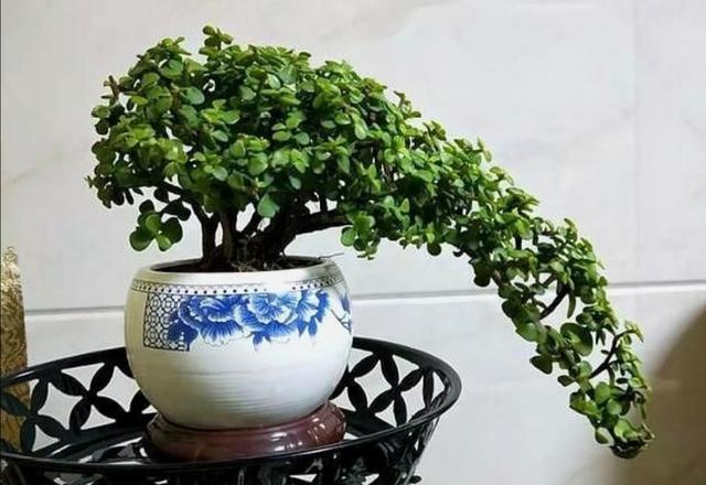   养金枝玉叶，3步打造成别致小盆景，观赏性更强