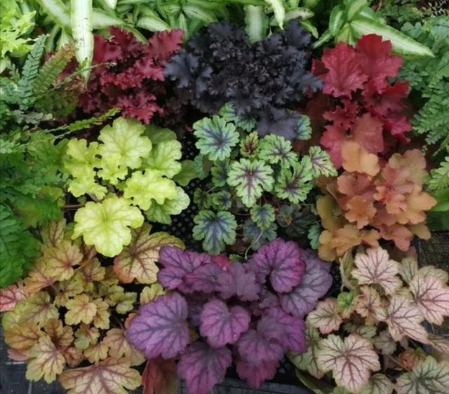家中养1种彩叶植物，冬天不怕寒冷，叶子比花还要美