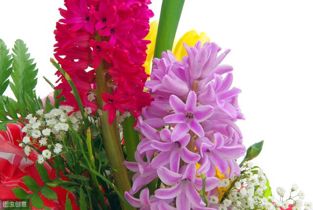 这4种花冬天盛开，香味浓郁，开一朵就能“熏香一室”
