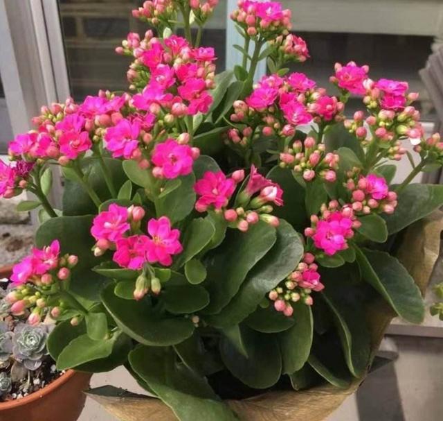 冬天养这4种花，不能只浇水，补上1种肥，开花更美