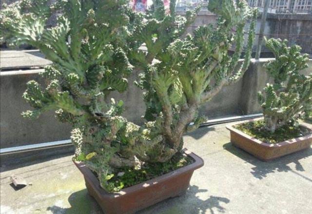 家中养1种观赏植物，生长速度快，株形好奇特
