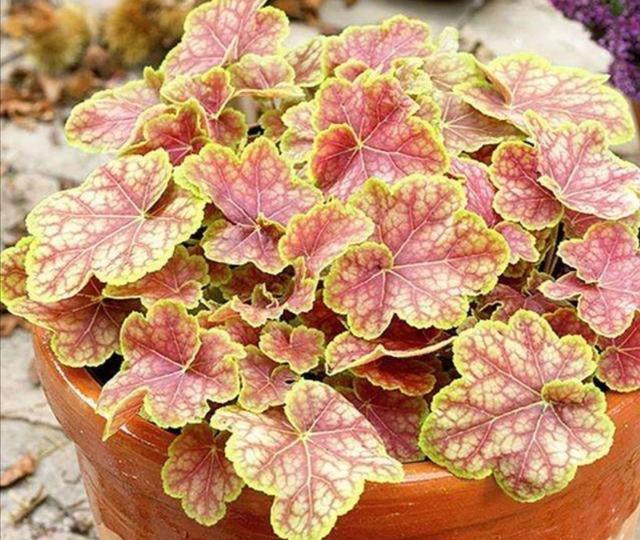 家中养1种彩叶植物，冬天不怕寒冷，叶子比花还要美