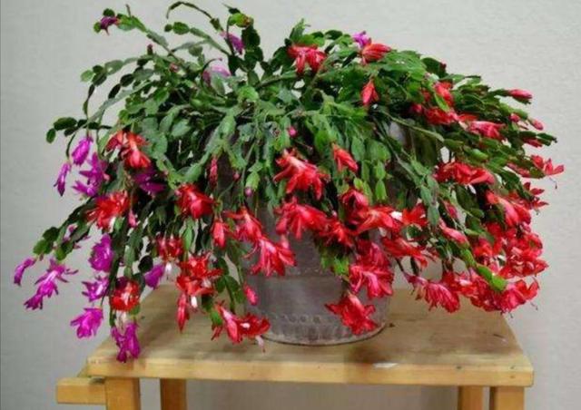 蟹爪兰开花后，掌握5个小技巧，能延长花期，增加观赏时间