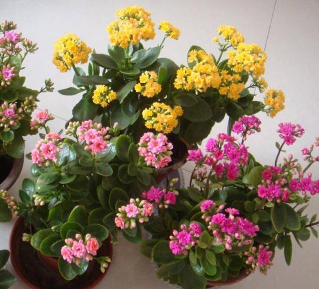 冬天在家中养6种花，开花漂亮又喜庆，每年都会养几盆