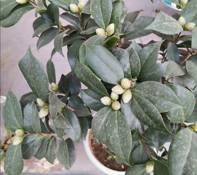 茶花孕蕾太多，要及时合理疏蕾，否则容易出现落蕾，影响开花