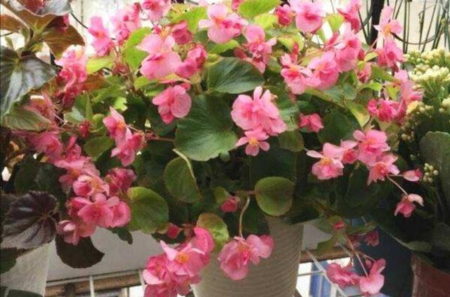 四季海棠不开花，养护方法不正确，做好这几点，花开满盆