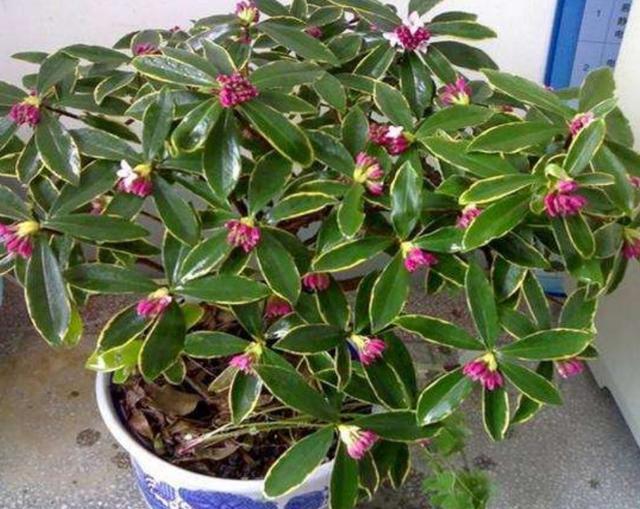 冬天养金边瑞香，经常补充1种促花肥，开花更多，花香更浓
