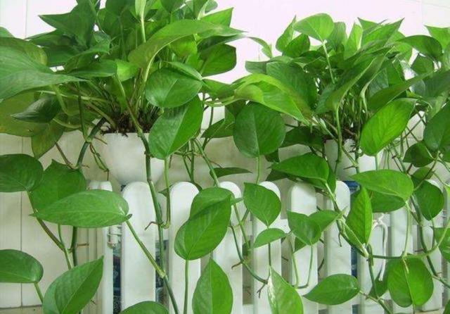 绿萝长得繁茂，只浇水不行，关键要做好这几点